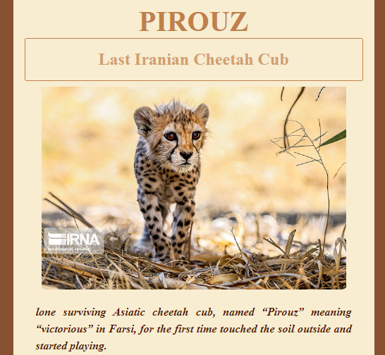 pirouz page